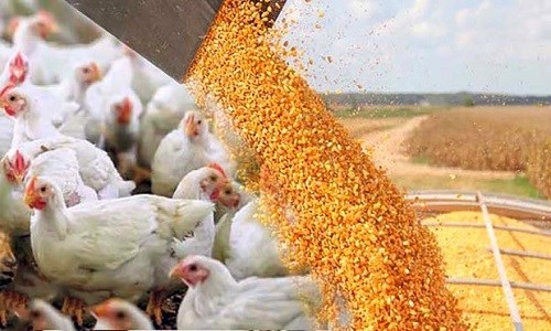 بارگیری نهاده ها بخاطر اختلاف بر سر قیمت انجام نمی شد 